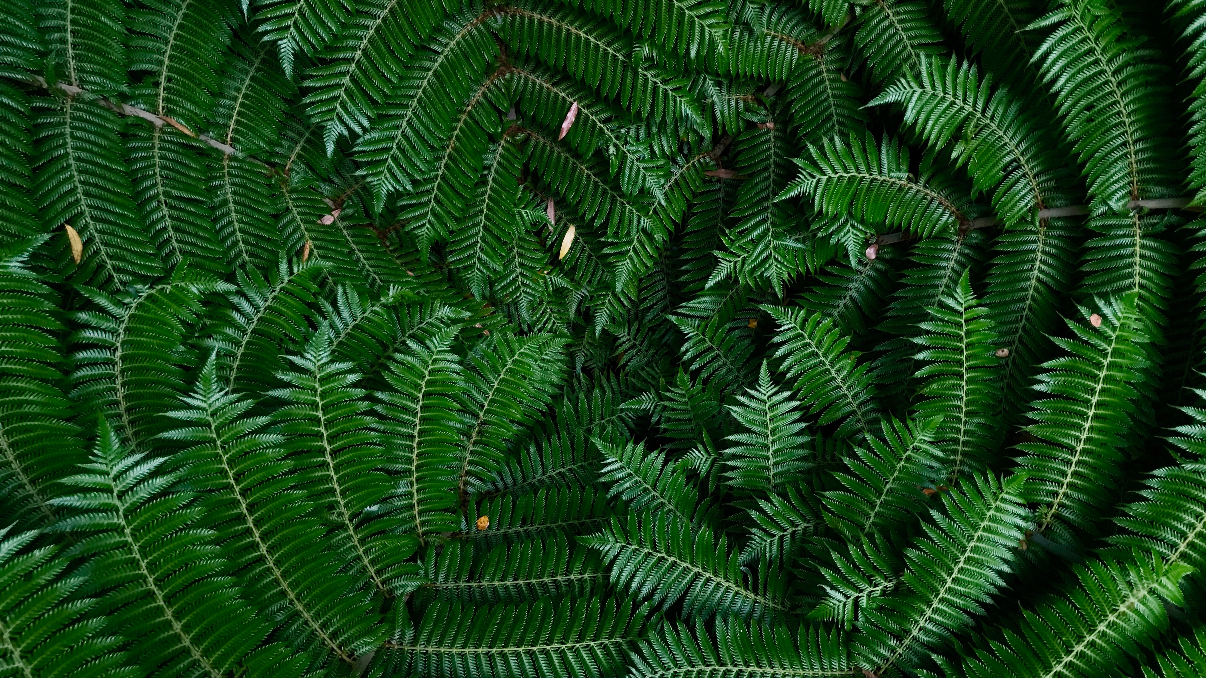 Green silver ferns